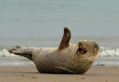 wpid-Laughing-seal.jpg
